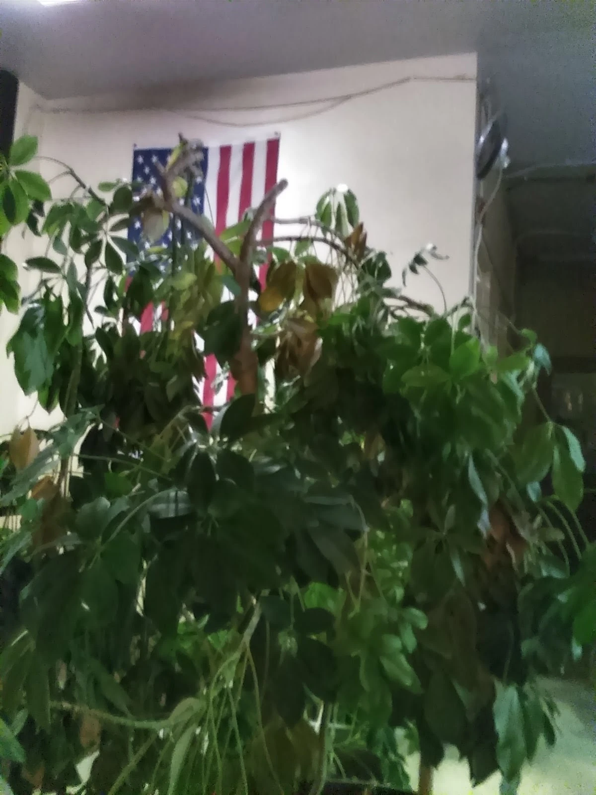 Self Help Addiction Rehab (SHAR)